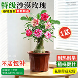 蓝桂圆沙漠玫瑰盆栽 多色重瓣老桩花卉 好养多肉绿植 原盆1盆 源头直发