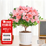 花翁杜鹃花盆栽四季开花带花苞过年花卉室内植物阳台鲜花绿植源头直发