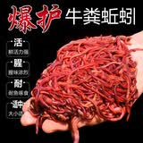 AFW 钓鱼蚯蚓活饵大号红蚯蚓土1斤活体盒装红虫鱼饵垂钓活饵料散装 蚯蚓通货【3盒】