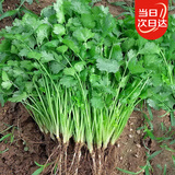 北蔬大叶香菜种子四季盆栽老品种家种蔬菜籽 大叶香菜籽种子600粒x2包