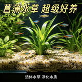 临雅鱼缸真水草水培植物造景净水菖蒲水养龟缸水生好养耐活绿植盆栽 精选石菖蒲(2棵)