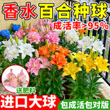 花翁香水百合种球重瓣盆栽进口球根好养花园庭院花卉绿植物源头直发