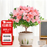 花翁杜鹃花盆栽四季开花带花苞过年花卉室内植物阳台鲜花绿植源头直发