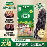 华田禾邦【大棒2根】东北黑紫糯玉米400g以上 新鲜甜黏玉米 早餐苞米 烧烤