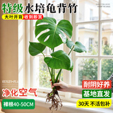蓝桂圆龟背竹 水培室内大叶绿植桌面耐阴净化空气 40-50cm1棵源头直发