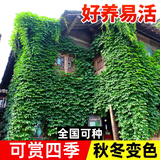 花翁爬山虎树苗爬藤植物四季常青不落叶爬墙虎绿植花卉园盆栽源头直发