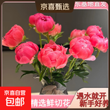 山东菏泽芍药鲜花花束重瓣大花苞基地直发鲜切花【全色系】 芍药-珊瑚落日【花苞/支2.5-3.0公分】 【10支】长度/支45公分以上