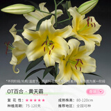 花翁香水百合种球重瓣盆栽进口球根好养花园庭院花卉绿植物源头直发