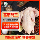 硒全食美无抗富硒鸽王 350g/只 冷冻 鸽子煲汤鸽子汤烧烤鸽子生鲜