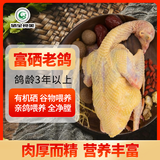 硒全食美无抗富硒老鸽 净重400g/只 冷冻 鸽子生鲜煲汤烧烤鸽子肉鸽