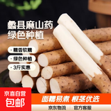 河北农家特产糯香小白嘴山药绿色种植便宜蔬菜铁杆淮山药 小白嘴山药3斤净重 （30-50厘米）