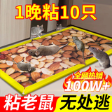 拥彩粘鼠板强力沾鼠贴加厚玉米花生诱饵捕鼠神器家用一窝端防潮5片装