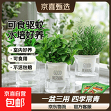 柠檬薄荷盆栽可食用迷迭香薄荷叶苗驱蚊草水培好养花卉室内绿植物 薄荷+迷迭香+栀子花+早安盆+2营养液 含盆