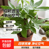 发财树盆栽大植物室内办公室桌面客厅小盆景招财树苗绿植花卉盆栽 中单杆发财树 8-10cm【原盆】 【送肥料】