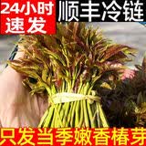 农大姐妹【 顺丰】香椿 香椿芽新鲜香椿芽2026山东露天香椿芽季节原因偏绿 香椿芽3斤茎秆偏粗介意慎拍
