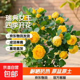瑞典女王月季夏季耐晒灌木月季带花苞四季开花玫瑰大苗阳台庭院 金丝雀原盆原土发货大苗40cm左右