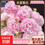 山东菏泽芍药鲜花花束重瓣大花苞基地直发鲜切花【全色系】 芍药-莎拉【花苞/支2.5-3.0公分】 【5支】长度/支45公分以上