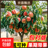 早熟水蜜桃树苗嫁接黄桃树苖树当年结果南方北方种植树苗桃树果苗 水蜜桃6年 当年结果 81cm(含)-110cm(含)