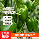 【爆款特价】甜椒菜椒青椒新鲜蔬菜肉厚大包装菜椒新鲜不辣 绿色甜椒 肉厚脆甜 现摘现发 山东螺丝椒净重4.7斤