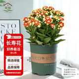 花翁新品长寿花盆栽带花苞重瓣大花苗阳台花卉绿植物室内好养源头直发