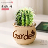 泰西丝金琥仙人掌球多肉植物盆栽绿植小盆栽 金琥+D115盆 源头直发