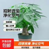 发财树盆栽大植物室内办公室桌面客厅小盆景招财树苗绿植花卉盆栽 小单杆发财树 3-5cm【加仑盆】 【送肥料】