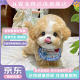 瓦媞纯种韩系马尔泰幼犬小体香槟泰迪熊犬  短嘴颜值高  高品质宠物狗 微小体 韩系首尔甜美款 公