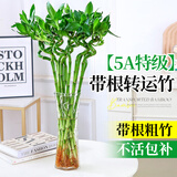 花行榜水培植物富贵竹转运竹子室内客厅招财绿植花卉盆栽节节高源头直发