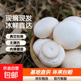京喜加基地直发山东口蘑新鲜口蘑现摘现发双孢菇白蘑菇时令蔬菜坏果包赔 人工甄选现摘现发 净重500g泡沫箱加冰块保鲜发货