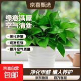 【绿萝盆栽】吸甲醛净化空气水培绿植物懒人花卉好养搬家礼物全 【12盆】180绿萝+白色波纹盆自吸水 整体含盆高度20-25cm