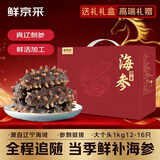 鲜京采大连即食海参 2斤12-16 只 礼盒固形物超75%【京东自有品牌】