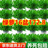 双盟绿萝盆栽除甲醛绿植办公室新房净化空气180自吸水16盆装源头直发