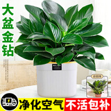 花翁绿公主盆栽花卉植物室内水培绿植 大盆金钻-竹叶瓷盆源头直发