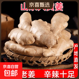 新鲜现挖大黄姜新鲜水洗无泥农家纯正黄大姜月子姜 出口品质五斤装