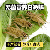 泷戈蟋蟀活体爬宠食物白蟋蟀蛐蛐蜥蜴守宫鬃狮蜘蛛蝎子粮食活食樱桃红 0.3-0.8cm白蟋蟀60只