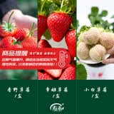 寿禾草莓苗带土发货大苗寿光大型苗场四季带盆栽好春夏季批发奶油秧苗 【组合3盆】香野章姬小白各1盆