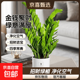 【金钱树】盆栽客厅室内植物钱串子大型发财绿植乔迁开业送盆花卉 6-9株 60-70cm+圆柱树脂花盆 送肥料
