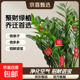 【金钱树】盆栽客厅室内植物钱串子大型发财绿植乔迁开业送盆花卉 20-25株金钱树0.9-1.1米聚宝盆 送肥料
