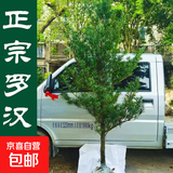 罗汉松树苗大树庭院盆栽大小叶雀舌罗汉松造型室内外种植 正宗罗汉松【带土球发货】 直径2厘米粗1.2米高