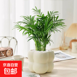 北欧绿植ins云朵盆办公室客厅盆栽桌面摆件简约创意网红花卉植物 袖珍椰子+泡泡树脂盆1盆装送托盘