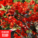重瓣红三角梅盆栽带花三角梅苗勤花品种爬藤老桩室内花卉植物四季 红桑巴 3年苗【当年开花】不含盆