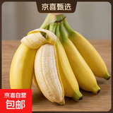苹果蕉新鲜广西香蕉自然熟芭蕉香甜粉糯万澄现摘生鲜现发水果 带箱2斤【4-8根】