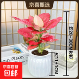 吉利红金钻发财树鸭脚木绿植好养室内桌面盆栽除甲醛植物真花卉 【一盆】吉利红+白色吸水盆 下单即送肥料