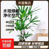水培植物富贵竹天堂鸟白掌鸭脚木室内米竹子绿植花卉办公桌面好养 水培棕竹3棵【50-60cm】+送吊牌+营养液 无规格