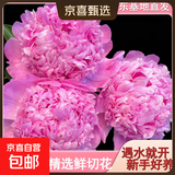 山东菏泽芍药鲜花花束重瓣大花苞基地直发鲜切花【全色系】 芍药-蓝富士【花苞/支2.5-3.0公分】 【10支】长度/支45公分以上