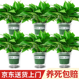 花翁绿萝盆栽室内除甲醛花卉绿植办公室新房净化空气水培植物源头直发