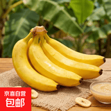 国产高山甜香蕉  新鲜水果 室温放苹果半密封催熟 9斤（普通蕉）专项净重