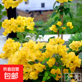 重瓣红三角梅盆栽带花三角梅苗勤花品种爬藤老桩室内花卉植物四季 金黄 3年苗【当年开花】不含盆