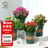 花翁新品长寿花盆栽带花苞重瓣大花苗阳台花卉绿植物室内好养源头直发