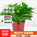 绿萝盆栽室内客厅绿植花卉 家用净化空气绿箩植物吸除甲醛吊兰 高20CM【原盆+自吸水】10盆+5肥